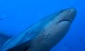 Bull Shark